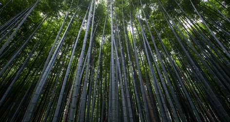 Growth, Degrowth and Greening